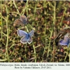 plebejus argus talysh males female 1